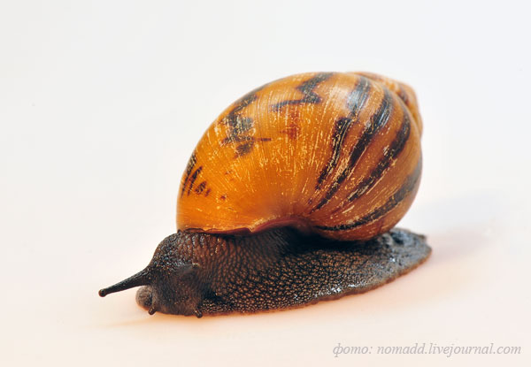 ����������� ���������� �������� ������ Achatina achatina