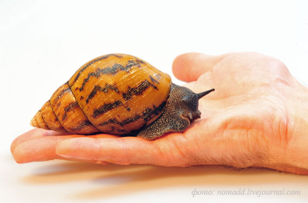 ����������� ���������� �������� ������ Achatina achatina