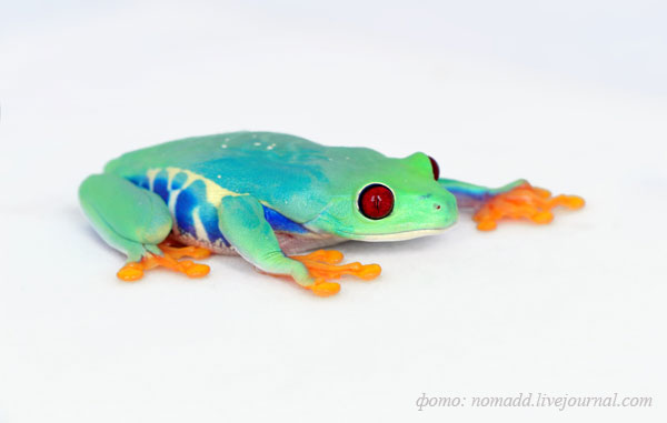 ������������ ������ Agalychnis callidryas