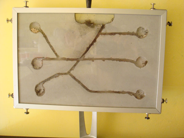 ������� ������� �������� ������� (Lasius niger) � ������������