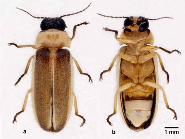 ����� ��������� (Luciola aquatilis)