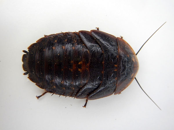 ������� ����������� ���������� �������� Archimandrita tesselata