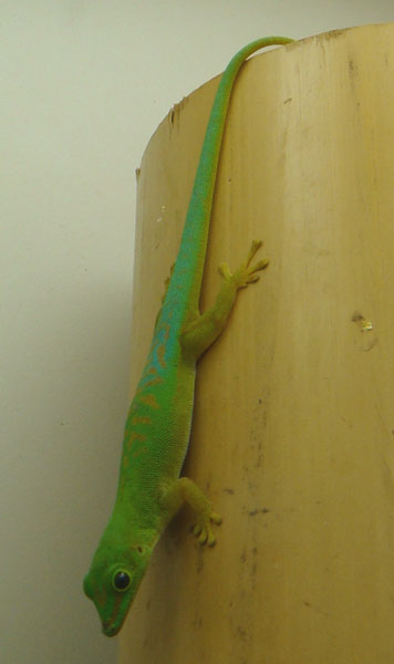 ����� Phelsuma astriata astriata