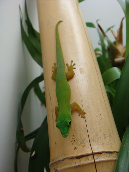 ����� Phelsuma astriata astriata