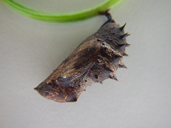 ������� ������ ������� (Hypolimnas bolina)