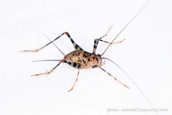 ����������� �������� ������� Phaeophilacris bredoides