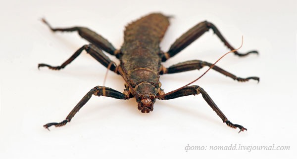 �������������� �������� (Eurycantha calcarata)