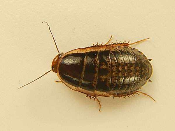 ������� Calolamprodes sp.