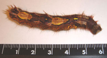 �������� L5 ����� ������� (Morpho peleides)