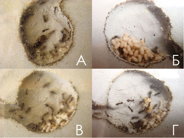 ������� ������� �������� ������� (Lasius niger) � ������������