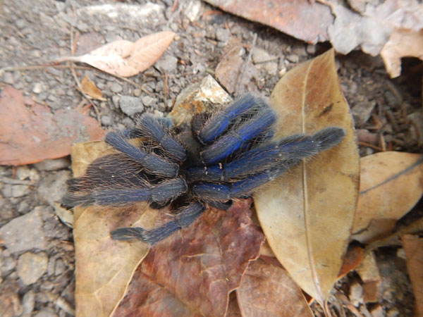 Chilobrachys dyscolus blue