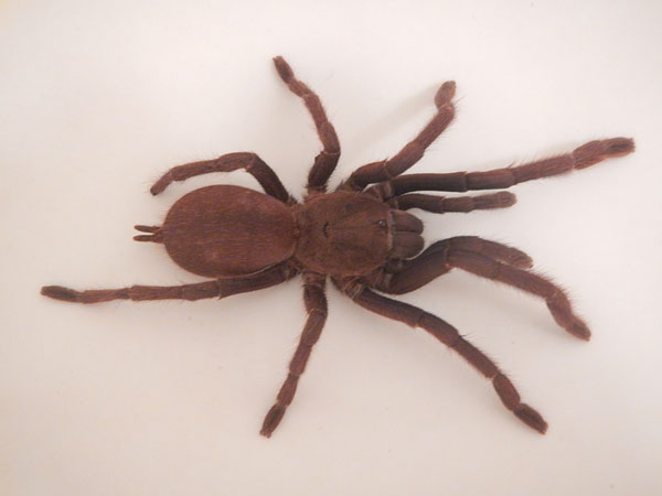 Chilobrachys dyscolus blue