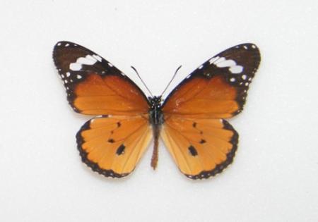 Бабочка африканский монарх (Danaus chrysippus)