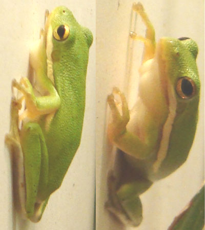 �������� ������ (Hyla cinerea)