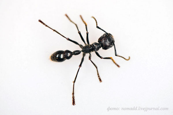 �������-���� (Paraponera clavata)