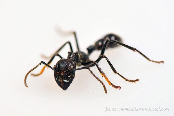 �������-���� (Paraponera clavata)