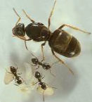 ������� ������� �������� ������� (Lasius niger)