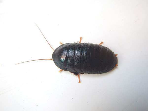 �������-������� Corydidarum pygmaea
