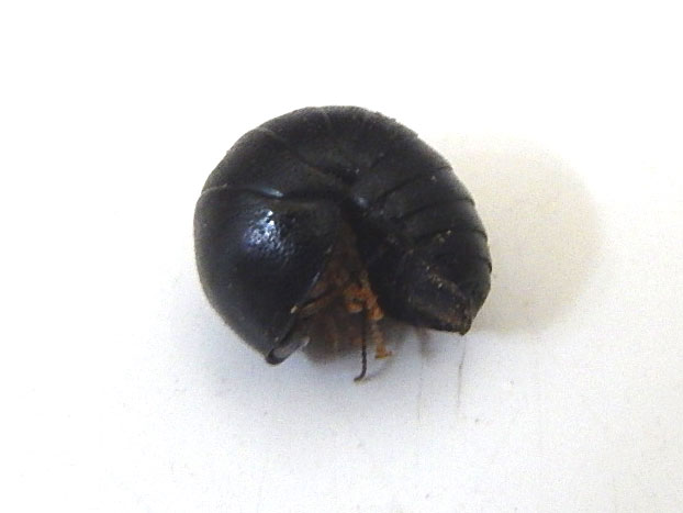 Таракан-мокрица Corydidarum pygmaea