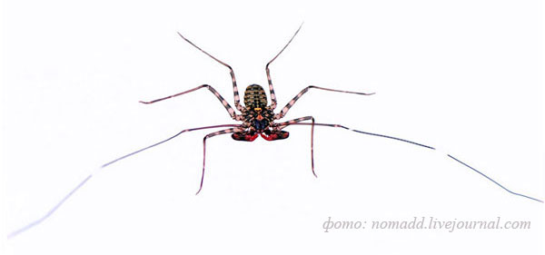 Хлыстоногий паук фрин Damon diadema