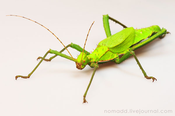���������� ����������� �������� (Heteropteryx dilatata)