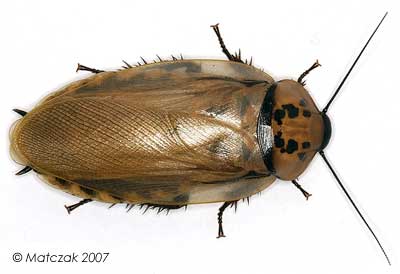 Шеститочечный таракан Eublaberus distanti