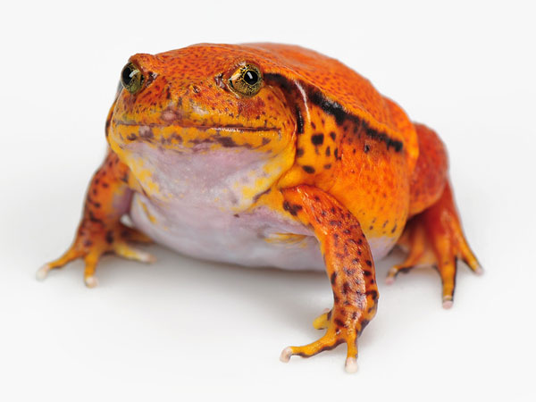 �������-������� (Dyscophus guineti)