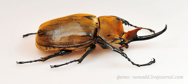 ТРОПИКАРИУМ | СУЩЕСТВА | MEGASOMA ELEPHAS