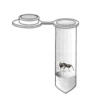 ��������������� ����� ������� �������� ������� (Lasius niger)