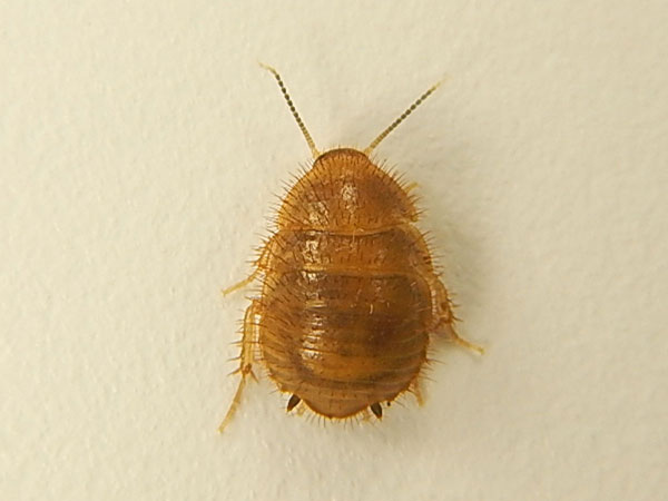 Личинка таракана-жука Ergaula sp. 