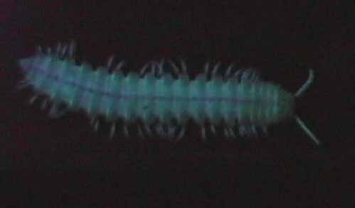 ���������������� ���������� ���������� Motyxia sequoia