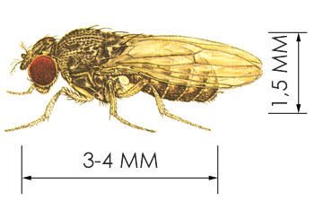 Нелетающая золотистая плодовая мушка (<I>Drosophila hydei</I>)