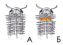 ���������� ����������� ������ <I>Archispirostreptus gigas</I>
