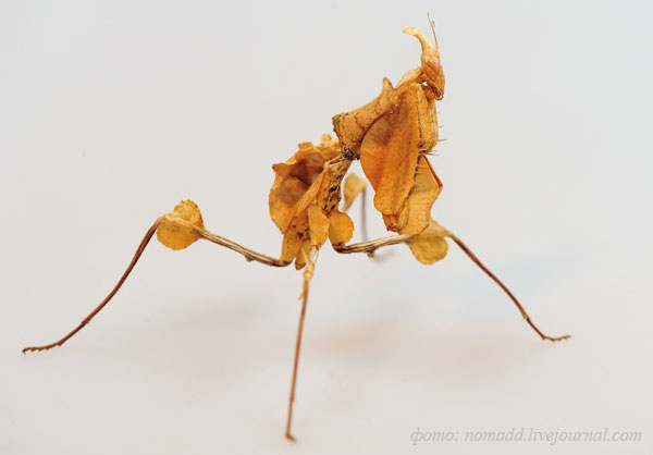 �������-������� (Gongylus gongylodes)
