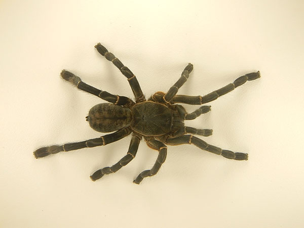 Haplopelma longipes