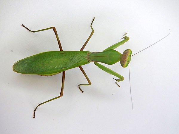 ������� ������������� (Hierodula unimaculata)