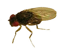 ���������� �������� ����� (<I>Drosophila hydei</I>)