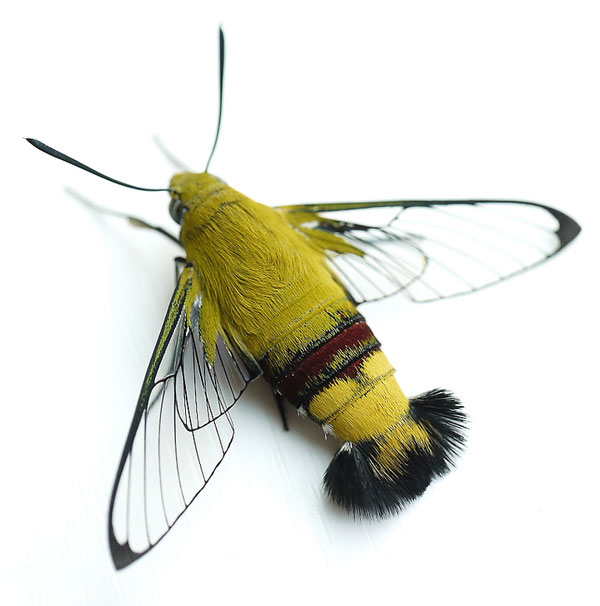 �������� ���������� (Cephonodes hylas)