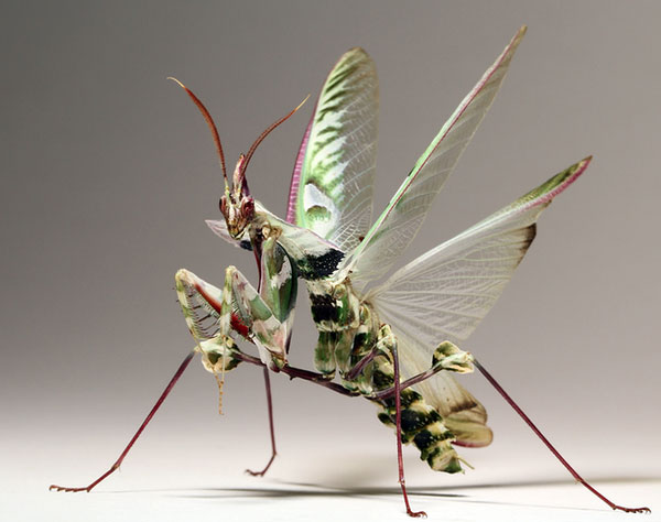 ������� ������ ������ (Idolomantis diabolica)