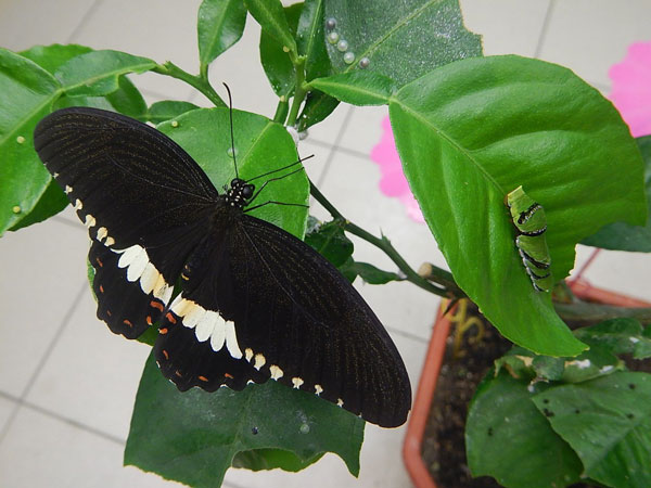 ����� ��������� ������ � �������� L5 (Papilio polytes) �� ������