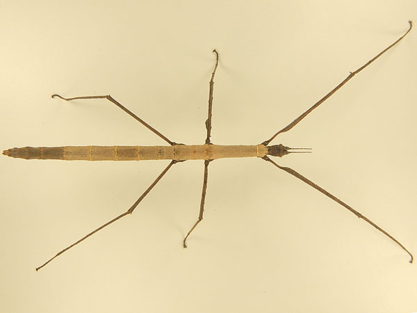 ����� ������������ ��������� (Lobofemora scheirei), �����