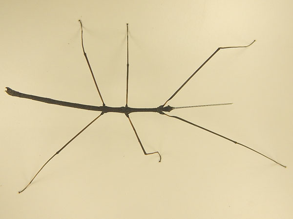 ����� ������������ ��������� (Lobofemora scheirei), �����