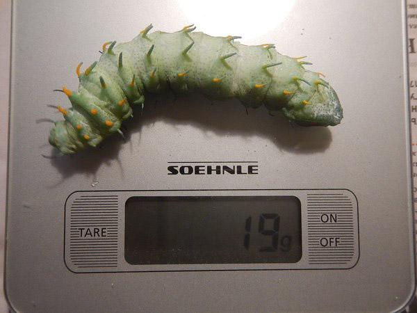 �������� �6 ������������� ������� (Attacus lorquinii)