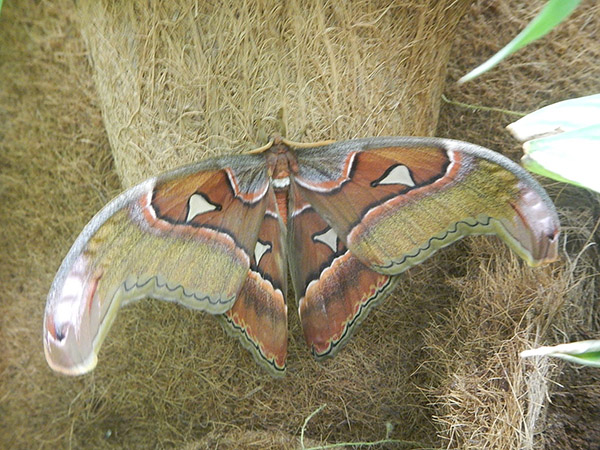 ������������� ������� (Attacus lorquinii)