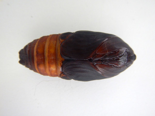 ������� ������������� ������� (Attacus lorquinii)