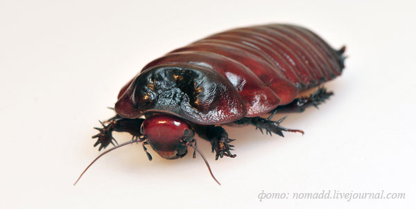 �������-������� Macropanesthia rhynoceros