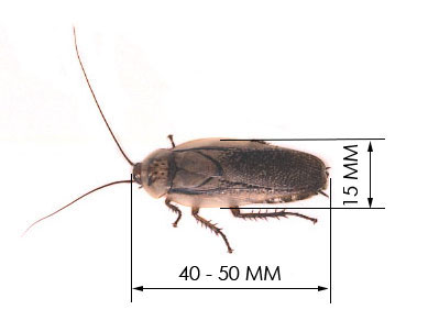 ��������� ������� Rhypharobia maderae