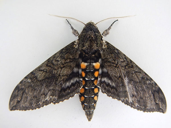 �������� ������� (Manduca sexta)