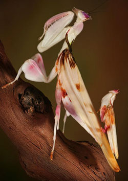 ���� ���������� ��������� (Hymenopus coronatus)