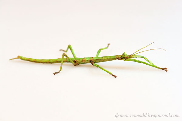 ��������� �������� (Medauroidea extradentata)